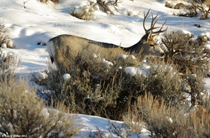 Four Point Buck