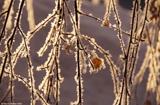 Morning frost
