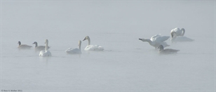 Big Creek swans