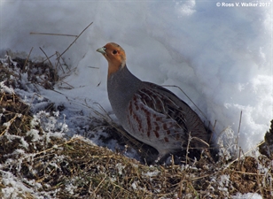 Gray Partridge