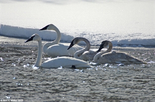 Bear River swans