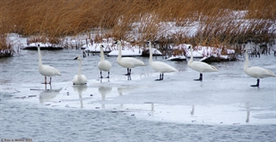 Trumpeter swans on ice