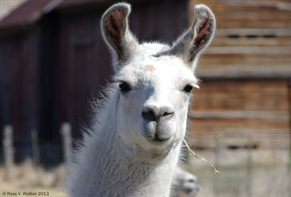 Llama