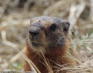 Marmot