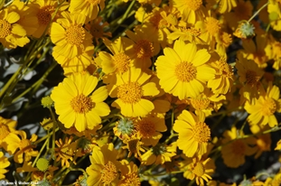 Brittlebush