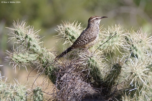 Cactus Wren