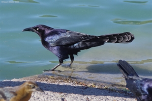 Great-tailed grackle