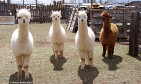 Alpacas