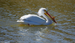 White Pelican