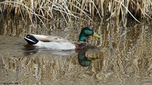 Mallards