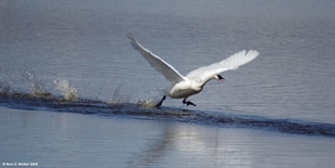 Swan taking off