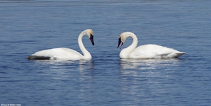 Trumpeter swan pair