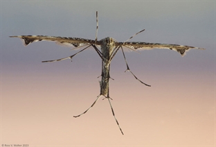 Plume moth