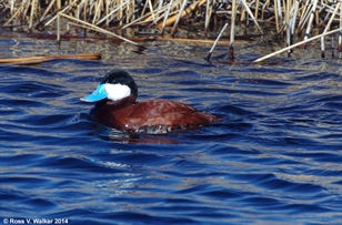 Ruddy duck