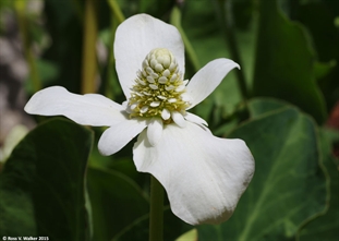 Yerba Mansa