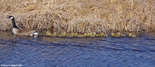 Goose and goslings