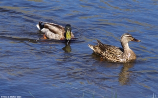 Mallards