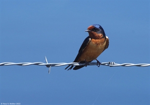 Barn Swallow