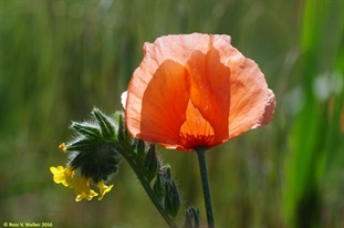 Fire Poppy