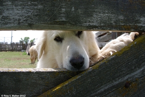 Sheepdog