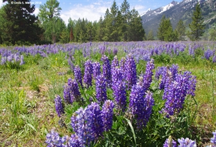 Silky lupine