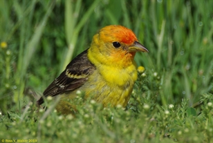 Western Tanager