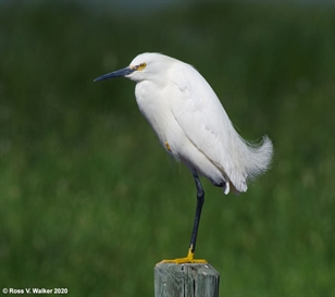 Egret