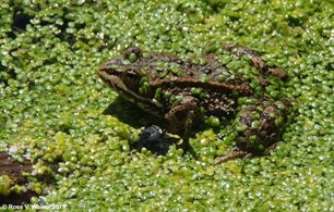 Columbia Spotted Frog