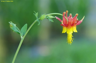 Western red columbine