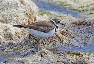 Killdeer