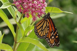 Monarch Butterfly