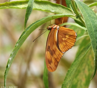 Julia heliconian butterfly