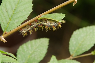 Question mark caterpillar
