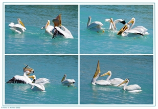 Pelican catching a fish