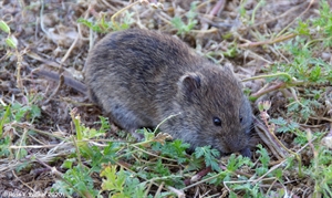 Vole