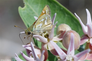 Branded Skipper