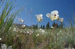 Sego lilies