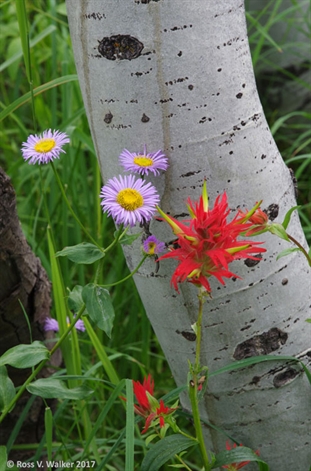 Aspen and wildflowers