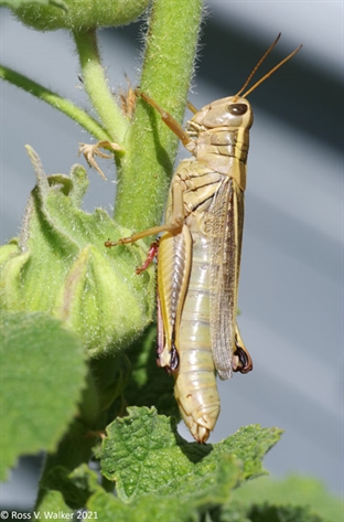 Two-striped grasshopper