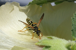 Paper wasp