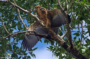 Swainson's hawk