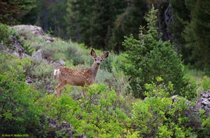 Mule Deer Fawn