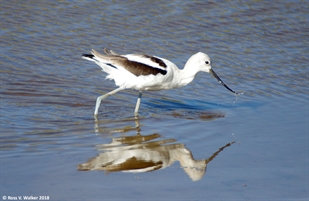 Avocet