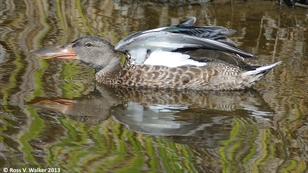 Shoveler Duck