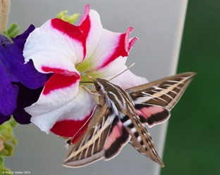 Sphinx Moth