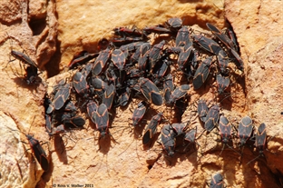 Boxelder Bugs