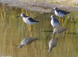 Greater Yellowlegs