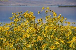 Nuttalls's sunflower