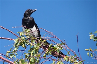 Magpie