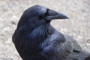 Raven